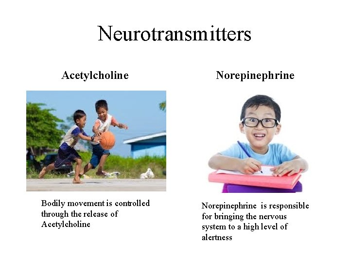 Neurotransmitters Acetylcholine Norepinephrine Bodily movement is controlled through the release of Acetylcholine Norepinephrine is