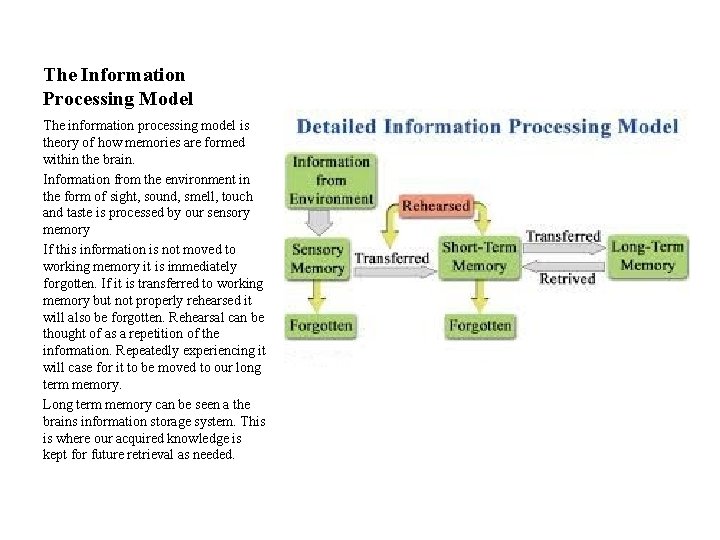 The Information Processing Model The information processing model is theory of how memories are