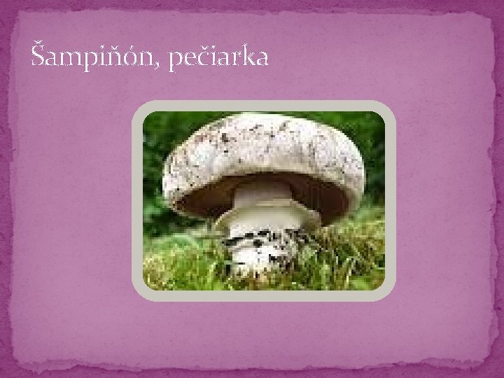 Šampiňón, pečiarka Šampiňón, pečiarka