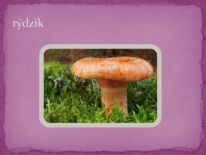 rýdzik rýdzik