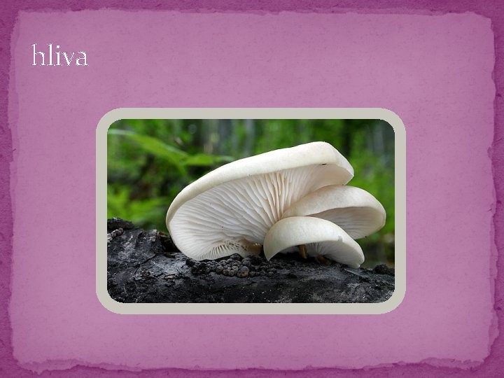 hliva hliva