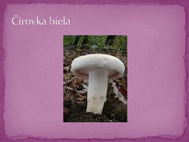 Čírovka biela Čírovka biela