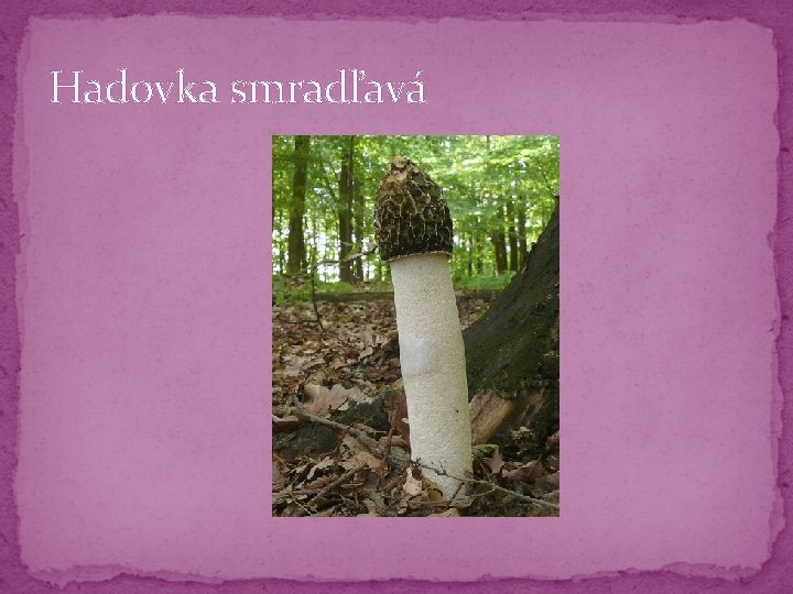 Hadovka smradľavá Hadovka smradľavá