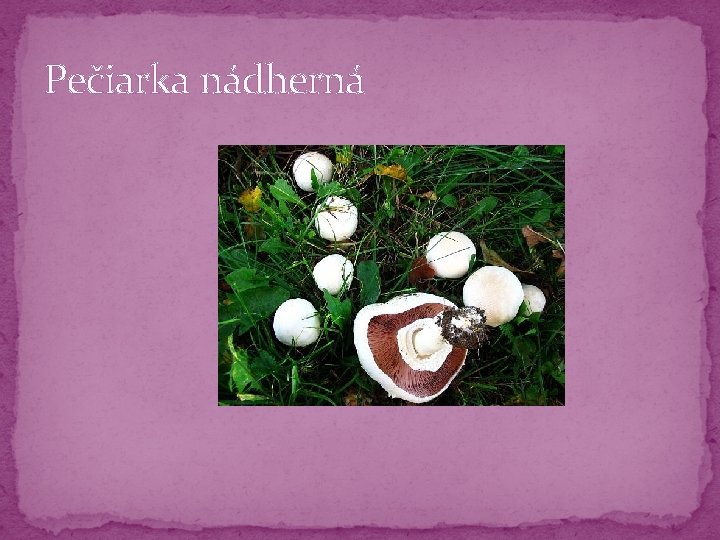 Pečiarka nádherná Pečiarka nádherná
