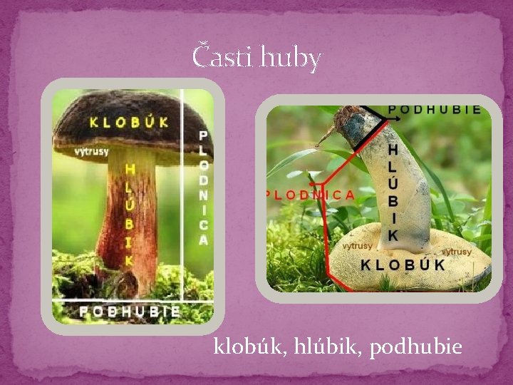 Časti huby klobúk, hlúbik, podhubie 