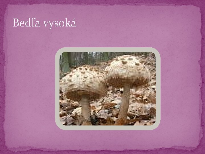 Bedľa vysoká Bedľa vysoká