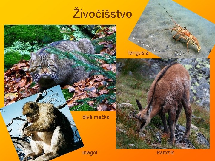 Živočíšstvo langusta divá mačka magot kamzík 