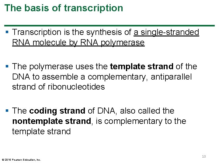 The basis of transcription § Transcription is the synthesis of a single-stranded RNA molecule The basis of transcription § Transcription is the synthesis of a single-stranded RNA molecule