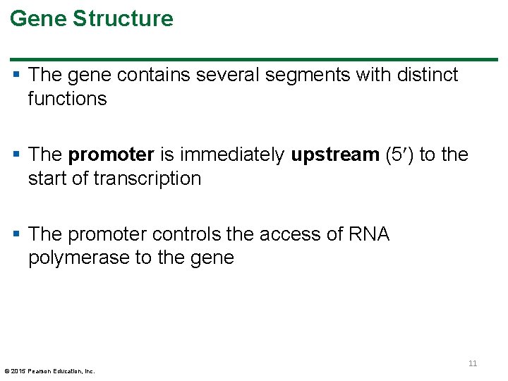 Gene Structure § The gene contains several segments with distinct functions § The promoter Gene Structure § The gene contains several segments with distinct functions § The promoter