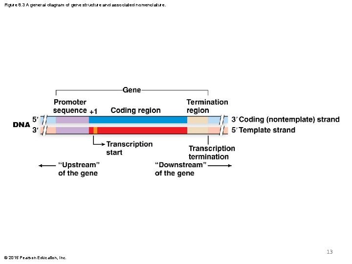 Figure 8. 3 A general diagram of gene structure and associated nomenclature. 13 © Figure 8. 3 A general diagram of gene structure and associated nomenclature. 13 ©