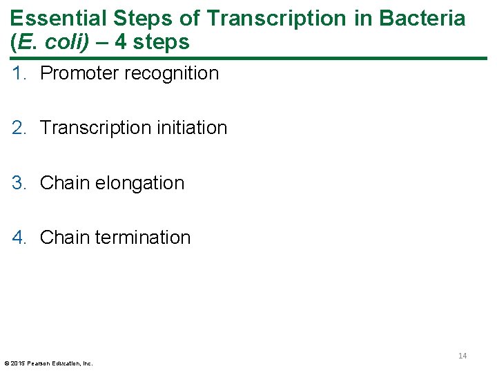 Essential Steps of Transcription in Bacteria (E. coli) – 4 steps 1. Promoter recognition Essential Steps of Transcription in Bacteria (E. coli) – 4 steps 1. Promoter recognition