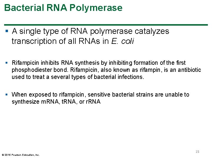 Bacterial RNA Polymerase § A single type of RNA polymerase catalyzes transcription of all Bacterial RNA Polymerase § A single type of RNA polymerase catalyzes transcription of all
