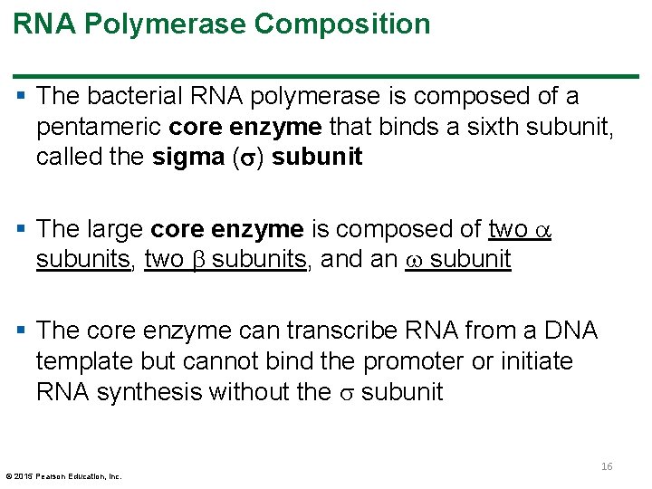 RNA Polymerase Composition § The bacterial RNA polymerase is composed of a pentameric core RNA Polymerase Composition § The bacterial RNA polymerase is composed of a pentameric core