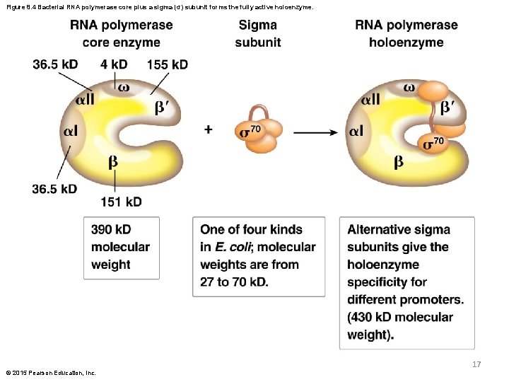 Figure 8. 4 Bacterial RNA polymerase core plus a sigma (σ) subunit forms the Figure 8. 4 Bacterial RNA polymerase core plus a sigma (σ) subunit forms the