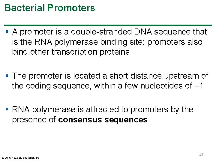Bacterial Promoters § A promoter is a double-stranded DNA sequence that is the RNA Bacterial Promoters § A promoter is a double-stranded DNA sequence that is the RNA