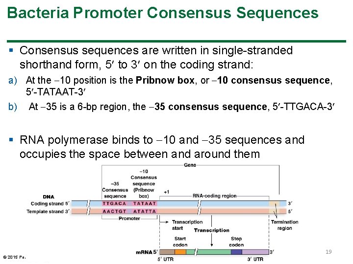 Bacteria Promoter Consensus Sequences § Consensus sequences are written in single-stranded shorthand form, 5 Bacteria Promoter Consensus Sequences § Consensus sequences are written in single-stranded shorthand form, 5