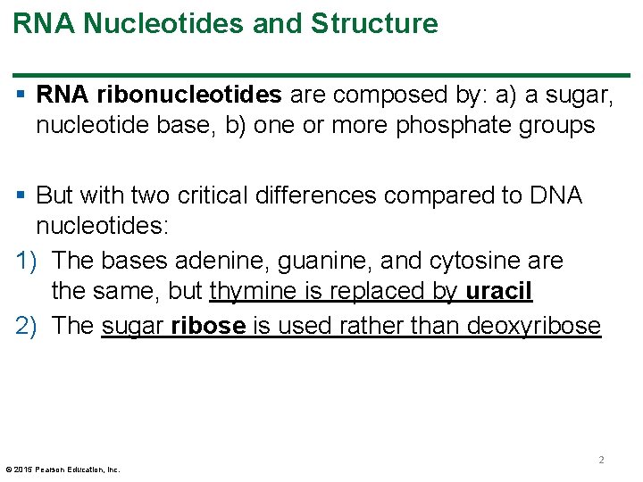 RNA Nucleotides and Structure § RNA ribonucleotides are composed by: a) a sugar, nucleotide RNA Nucleotides and Structure § RNA ribonucleotides are composed by: a) a sugar, nucleotide