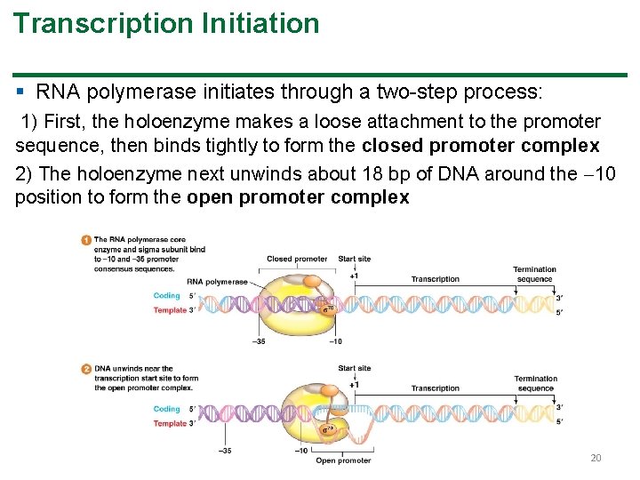 Transcription Initiation § RNA polymerase initiates through a two-step process: 1) First, the holoenzyme Transcription Initiation § RNA polymerase initiates through a two-step process: 1) First, the holoenzyme