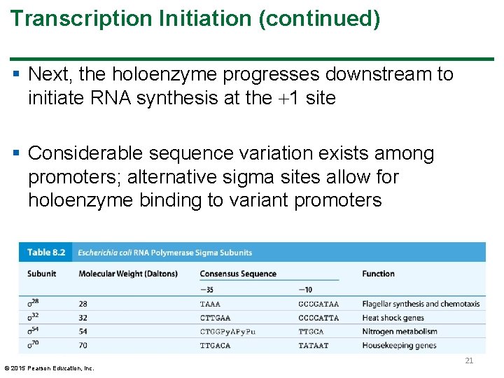 Transcription Initiation (continued) § Next, the holoenzyme progresses downstream to initiate RNA synthesis at Transcription Initiation (continued) § Next, the holoenzyme progresses downstream to initiate RNA synthesis at