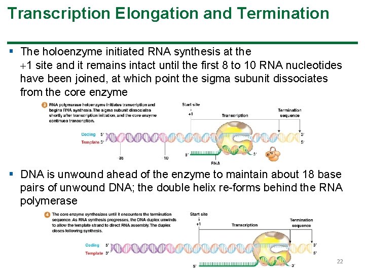 Transcription Elongation and Termination § The holoenzyme initiated RNA synthesis at the 1 site Transcription Elongation and Termination § The holoenzyme initiated RNA synthesis at the 1 site