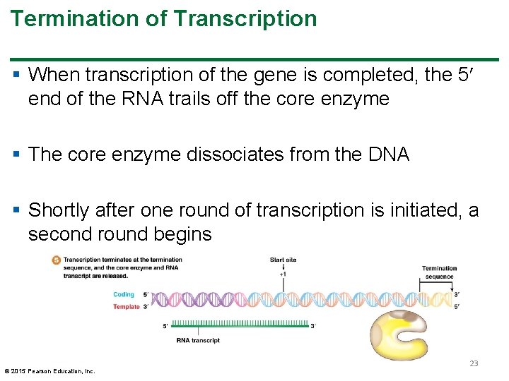 Termination of Transcription § When transcription of the gene is completed, the 5 end Termination of Transcription § When transcription of the gene is completed, the 5 end