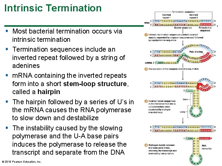 Intrinsic Termination § Most bacterial termination occurs via intrinsic termination § Termination sequences include Intrinsic Termination § Most bacterial termination occurs via intrinsic termination § Termination sequences include