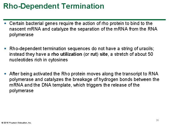 Rho-Dependent Termination § Certain bacterial genes require the action of rho protein to bind Rho-Dependent Termination § Certain bacterial genes require the action of rho protein to bind