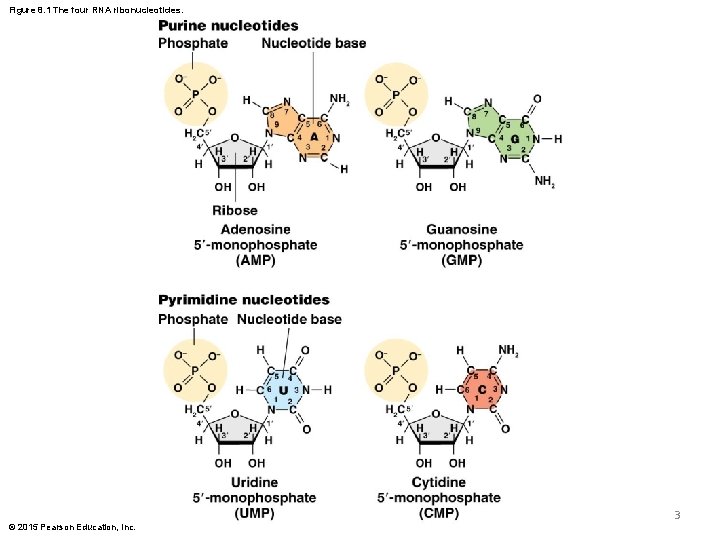 Figure 8. 1 The four RNA ribonucleotides. 3 © 2015 Pearson Education, Inc. Figure 8. 1 The four RNA ribonucleotides. 3 © 2015 Pearson Education, Inc.