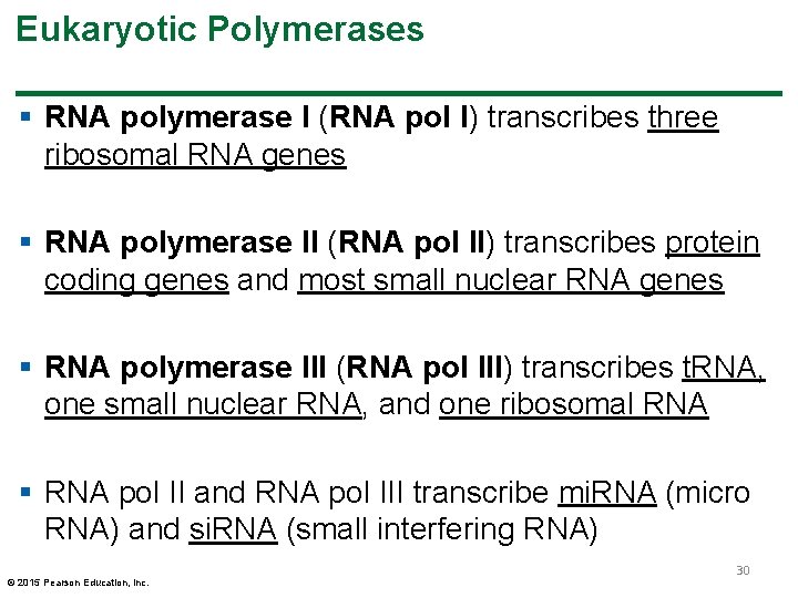 Eukaryotic Polymerases § RNA polymerase I (RNA pol I) transcribes three ribosomal RNA genes Eukaryotic Polymerases § RNA polymerase I (RNA pol I) transcribes three ribosomal RNA genes
