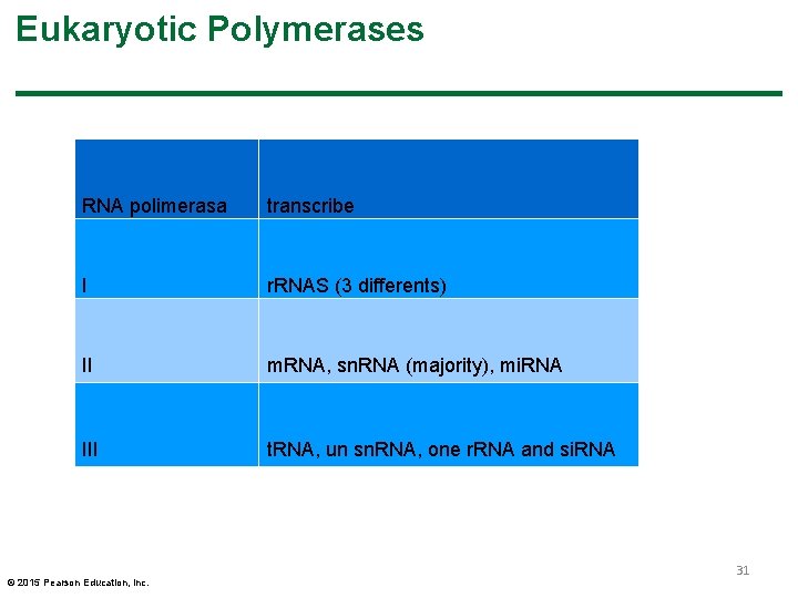 Eukaryotic Polymerases RNA polimerasa transcribe I r. RNAS (3 differents) II m. RNA, sn. Eukaryotic Polymerases RNA polimerasa transcribe I r. RNAS (3 differents) II m. RNA, sn.