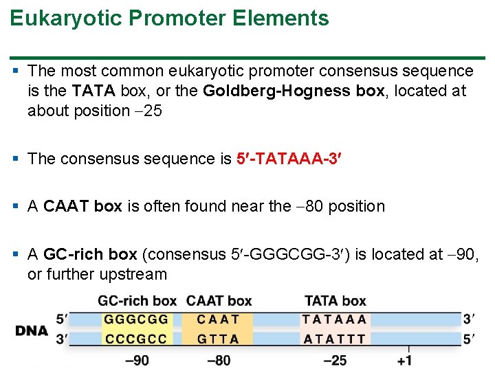 Eukaryotic Promoter Elements § The most common eukaryotic promoter consensus sequence is the TATA Eukaryotic Promoter Elements § The most common eukaryotic promoter consensus sequence is the TATA