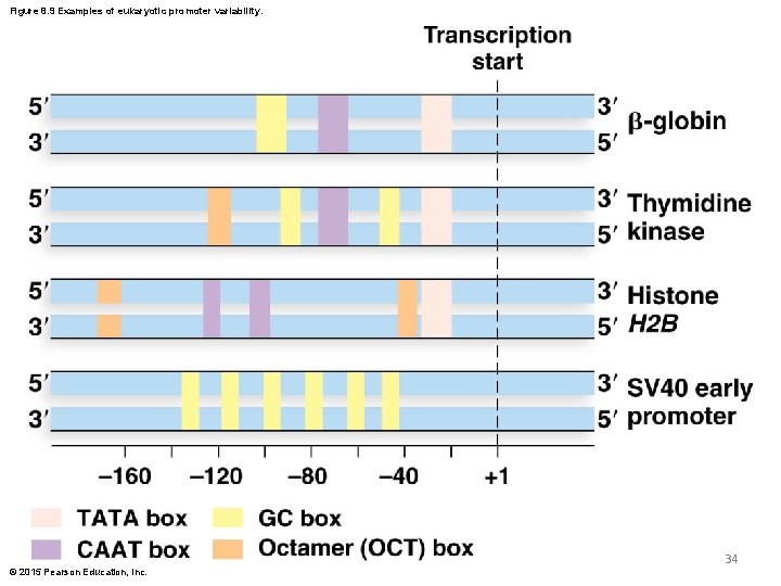Figure 8. 9 Examples of eukaryotic promoter variability. 34 © 2015 Pearson Education, Inc. Figure 8. 9 Examples of eukaryotic promoter variability. 34 © 2015 Pearson Education, Inc.