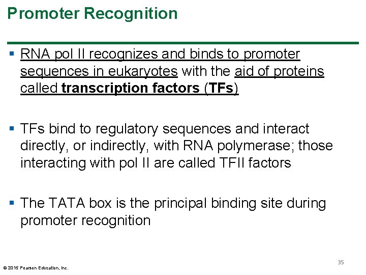 Promoter Recognition § RNA pol II recognizes and binds to promoter sequences in eukaryotes Promoter Recognition § RNA pol II recognizes and binds to promoter sequences in eukaryotes