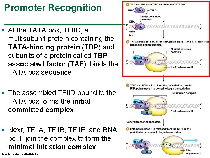 Promoter Recognition § At the TATA box, TFIID, a multisubunit protein containing the TATA-binding Promoter Recognition § At the TATA box, TFIID, a multisubunit protein containing the TATA-binding