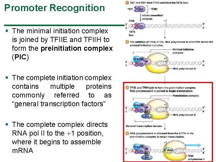 Promoter Recognition § The minimal initiation complex is joined by TFIIE and TFIIH to Promoter Recognition § The minimal initiation complex is joined by TFIIE and TFIIH to