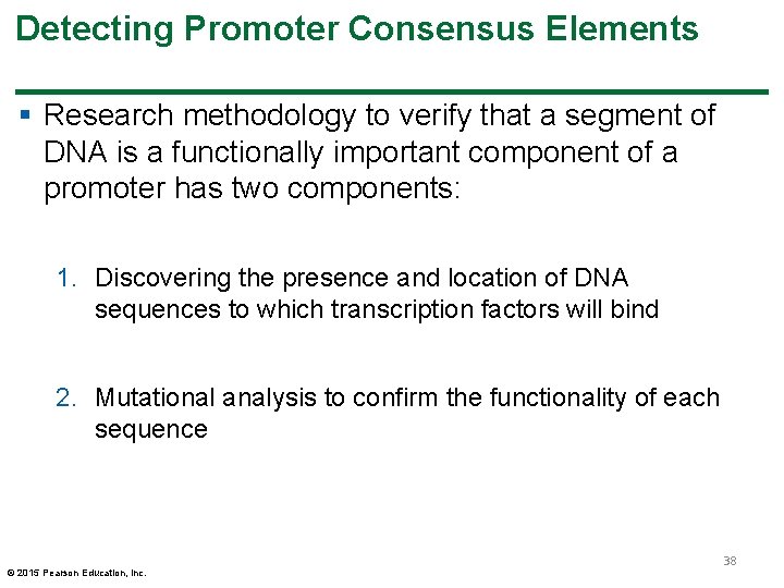 Detecting Promoter Consensus Elements § Research methodology to verify that a segment of DNA Detecting Promoter Consensus Elements § Research methodology to verify that a segment of DNA