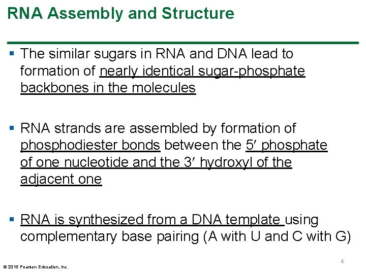 RNA Assembly and Structure § The similar sugars in RNA and DNA lead to RNA Assembly and Structure § The similar sugars in RNA and DNA lead to