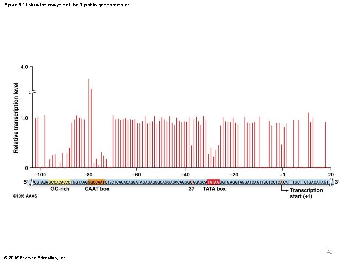 Figure 8. 11 Mutation analysis of the β-globin gene promoter. 40 © 2015 Pearson Figure 8. 11 Mutation analysis of the β-globin gene promoter. 40 © 2015 Pearson