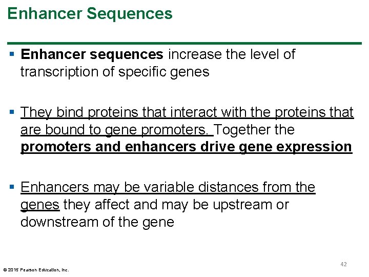 Enhancer Sequences § Enhancer sequences increase the level of transcription of specific genes § Enhancer Sequences § Enhancer sequences increase the level of transcription of specific genes §