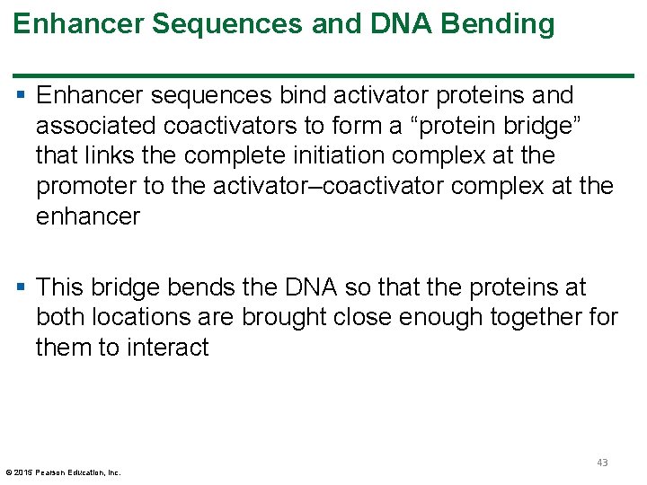 Enhancer Sequences and DNA Bending § Enhancer sequences bind activator proteins and associated coactivators Enhancer Sequences and DNA Bending § Enhancer sequences bind activator proteins and associated coactivators