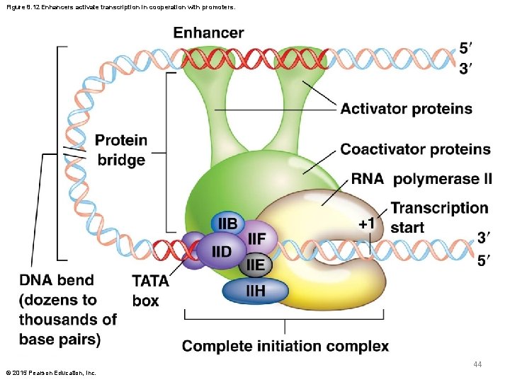 Figure 8. 12 Enhancers activate transcription in cooperation with promoters. 44 © 2015 Pearson Figure 8. 12 Enhancers activate transcription in cooperation with promoters. 44 © 2015 Pearson
