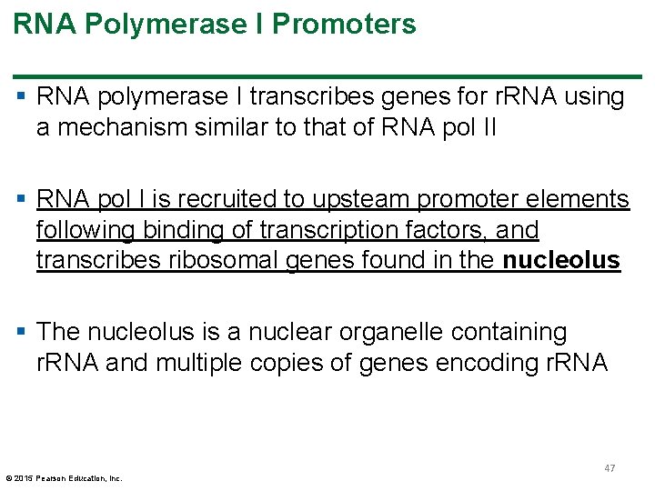 RNA Polymerase I Promoters § RNA polymerase I transcribes genes for r. RNA using RNA Polymerase I Promoters § RNA polymerase I transcribes genes for r. RNA using