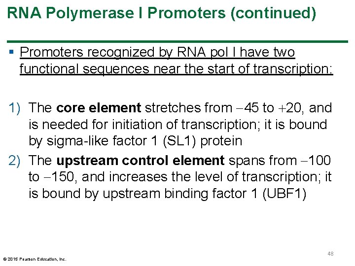 RNA Polymerase I Promoters (continued) § Promoters recognized by RNA pol I have two RNA Polymerase I Promoters (continued) § Promoters recognized by RNA pol I have two