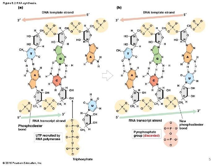 Figure 8. 2 RNA synthesis. 5 © 2015 Pearson Education, Inc. Figure 8. 2 RNA synthesis. 5 © 2015 Pearson Education, Inc.