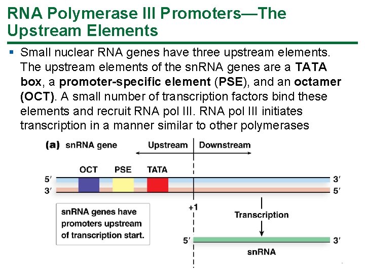 RNA Polymerase III Promoters—The Upstream Elements § Small nuclear RNA genes have three upstream RNA Polymerase III Promoters—The Upstream Elements § Small nuclear RNA genes have three upstream