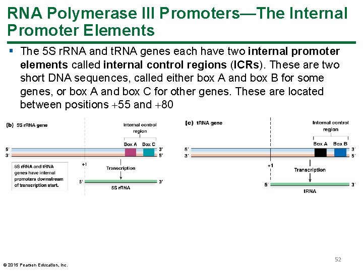RNA Polymerase III Promoters—The Internal Promoter Elements § The 5 S r. RNA and RNA Polymerase III Promoters—The Internal Promoter Elements § The 5 S r. RNA and