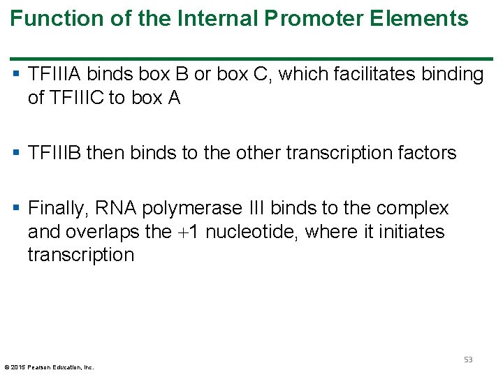 Function of the Internal Promoter Elements § TFIIIA binds box B or box C, Function of the Internal Promoter Elements § TFIIIA binds box B or box C,