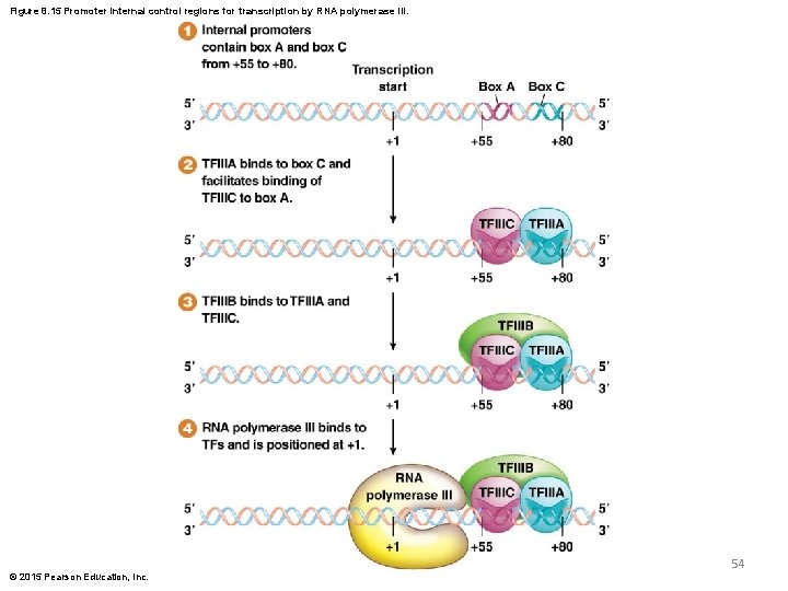 Figure 8. 15 Promoter internal control regions for transcription by RNA polymerase III. 54 Figure 8. 15 Promoter internal control regions for transcription by RNA polymerase III. 54