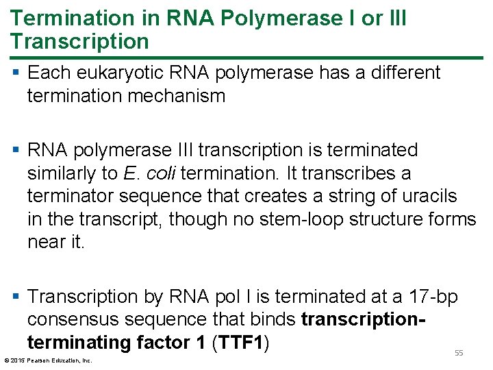 Termination in RNA Polymerase I or III Transcription § Each eukaryotic RNA polymerase has Termination in RNA Polymerase I or III Transcription § Each eukaryotic RNA polymerase has
