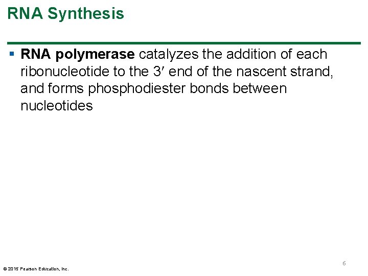 RNA Synthesis § RNA polymerase catalyzes the addition of each ribonucleotide to the 3 RNA Synthesis § RNA polymerase catalyzes the addition of each ribonucleotide to the 3